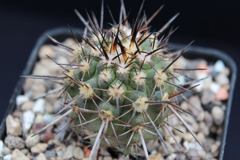Cactus and Succulent Field Number Query